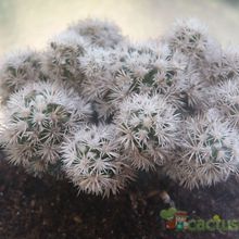 A photo of Mammillaria gracilis cv. Arizona Snowcap