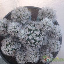 A photo of Mammillaria gracilis cv. Arizona Snowcap