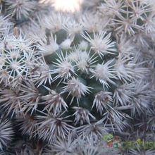 A photo of Mammillaria gracilis cv. Arizona Snowcap