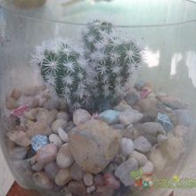 A photo of Mammillaria gracilis cv. Arizona Snowcap