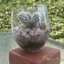A photo of Mammillaria gracilis cv. Arizona Snowcap