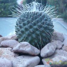 Una foto de Mammillaria spinosissima fma. unpico