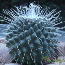 Una foto de Mammillaria spinosissima fma. unpico