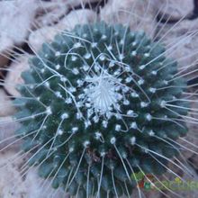 Una foto de Mammillaria spinosissima fma. unpico