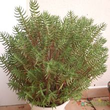 A photo of Crassula tetragona ssp.robusta