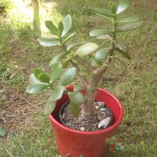 A photo of Crassula ovata