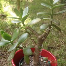 A photo of Crassula ovata