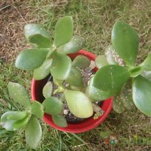 A photo of Crassula ovata