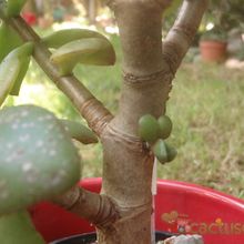 A photo of Crassula ovata