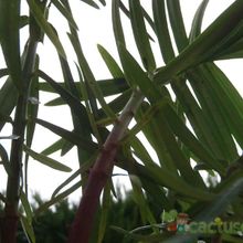 A photo of Euphorbia lathyris