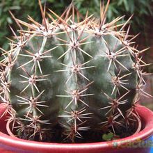 Una foto de Echinopsis aurea