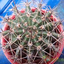 Una foto de Echinopsis aurea