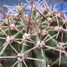 Una foto de Echinopsis aurea