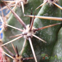 Una foto de Echinopsis aurea