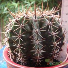 Una foto de Echinopsis aurea
