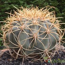 Una foto de Ferocactus diguetii