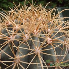 Una foto de Ferocactus diguetii