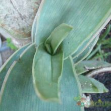 A photo of Aloe striata subsp. striata