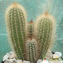 A photo of Pilosocereus chrysostele