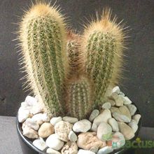 A photo of Pilosocereus chrysostele