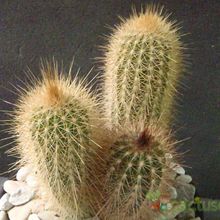 A photo of Pilosocereus chrysostele