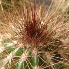 A photo of Pilosocereus chrysostele