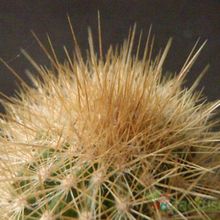 A photo of Pilosocereus chrysostele