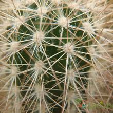A photo of Pilosocereus chrysostele