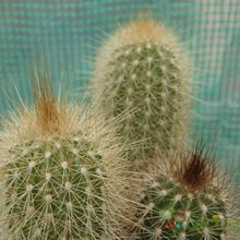 A photo of Pilosocereus chrysostele