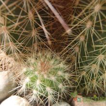 A photo of Pilosocereus chrysostele