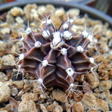A photo of Gymnocalycium mihanovichii
