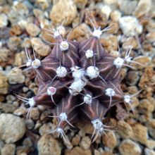 A photo of Gymnocalycium mihanovichii