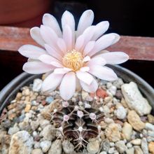 A photo of Gymnocalycium mihanovichii