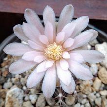 A photo of Gymnocalycium mihanovichii