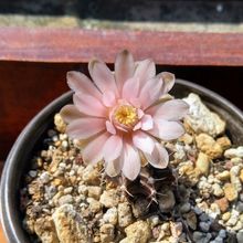 A photo of Gymnocalycium mihanovichii