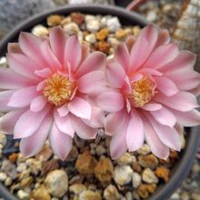 A photo of Gymnocalycium mihanovichii
