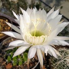 A photo of Echinopsis rhodotricha ssp. chacoana