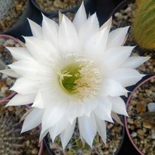 A photo of Echinopsis rhodotricha ssp. chacoana