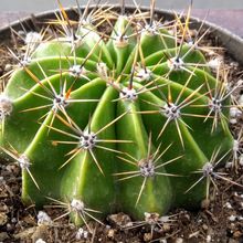 A photo of Echinopsis rhodotricha ssp. chacoana