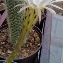 A photo of Echinopsis rhodotricha ssp. chacoana
