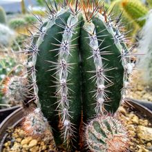 Una foto de Echinopsis cv. HAKU-JO MARU