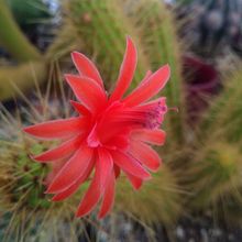 Una foto de Cleistocactus samaipatanus