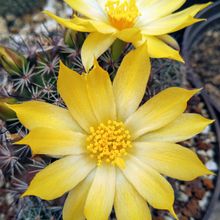 A photo of Mammillaria beneckei