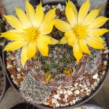 A photo of Mammillaria beneckei