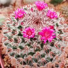 A photo of Mammillaria rhodantha ssp. rhodantha