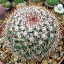 A photo of Mammillaria rhodantha ssp. rhodantha