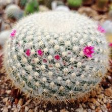 Una foto de Mammillaria muehlenpfordtii