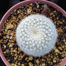 Una foto de Mammillaria muehlenpfordtii