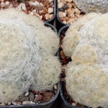 A photo of Mammillaria plumosa