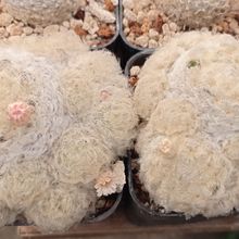 A photo of Mammillaria plumosa